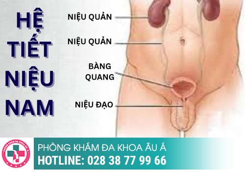  Chữa Viêm Đường Tiết Niệu Ở Nam: Nguyên Nhân, Triệu Chứng Và Cách Chữa Hiệu Quả